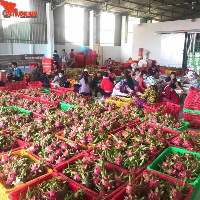 Lưu ý quan trọng để tránh dập nát và hư hỏng khi gửi hàng