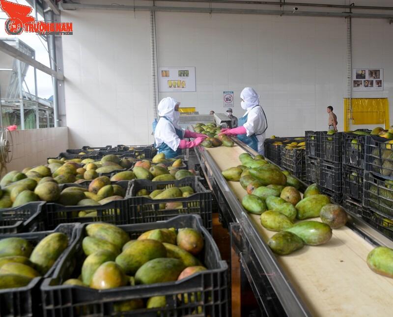Yêu cầu khắt khe trong kỹ thuật vận chuyển trái cây đường dài